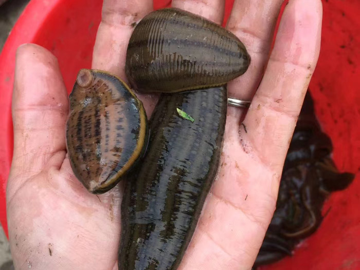 小勐拉99厅成苗