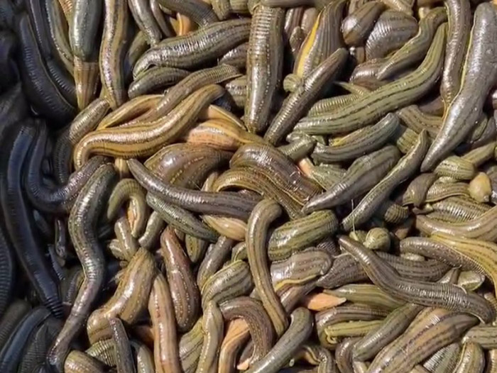 小勐拉99厅成苗