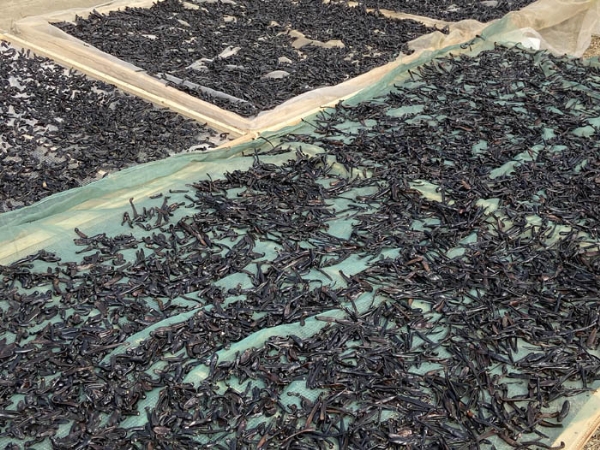 小勐拉99厅制品