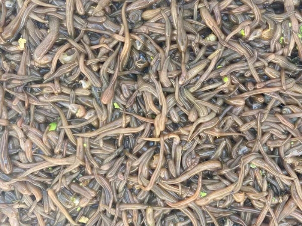 小勐拉99厅卵茧