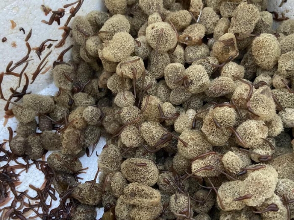 小勐拉99厅卵茧