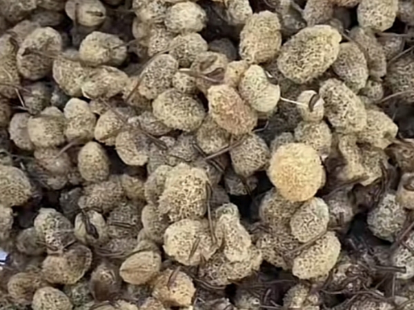 小勐拉99厅卵茧