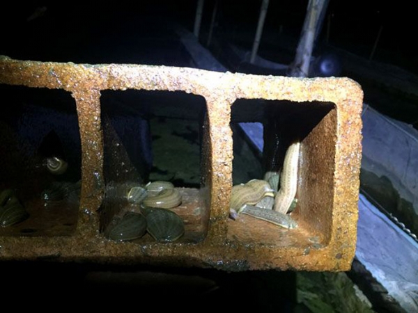 小勐拉99厅小苗