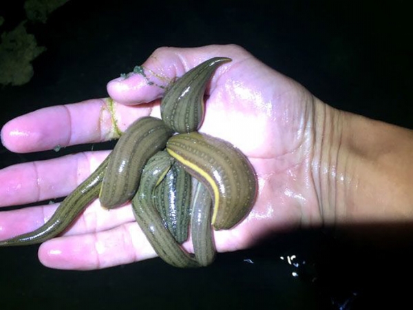 小勐拉99厅小苗