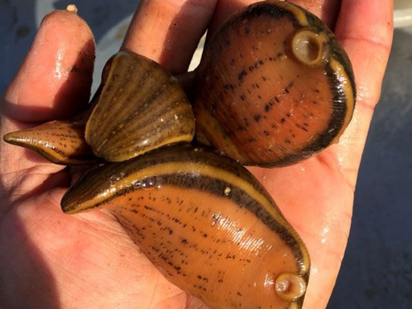 小勐拉99厅小苗