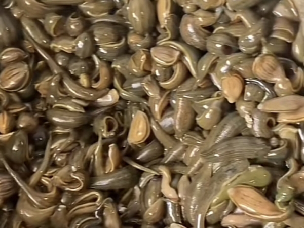 小勐拉99厅小苗