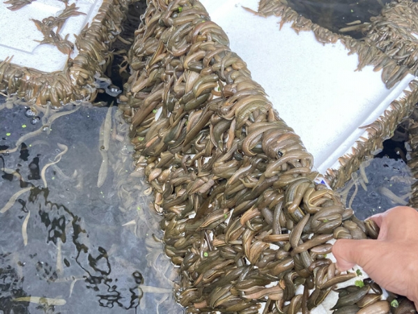 小勐拉99厅成苗