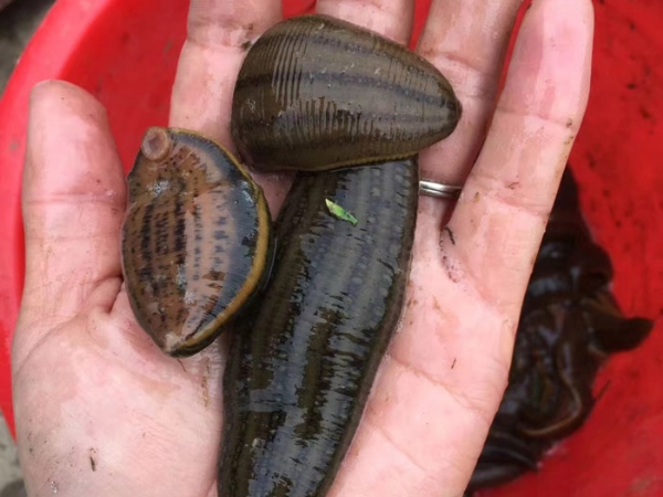 小勐拉99厅成苗