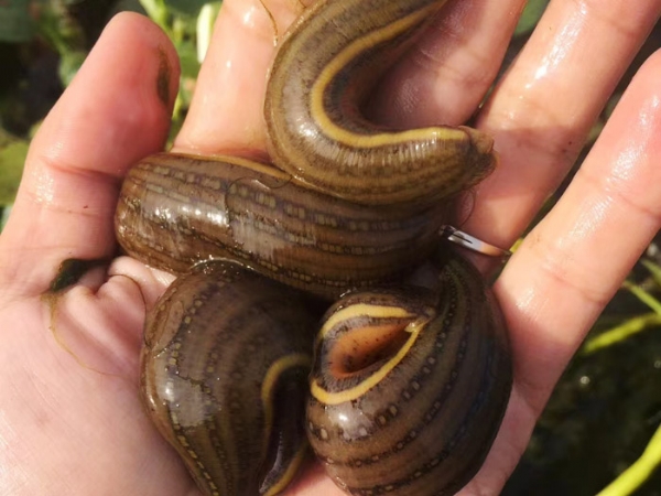 小勐拉99厅成苗