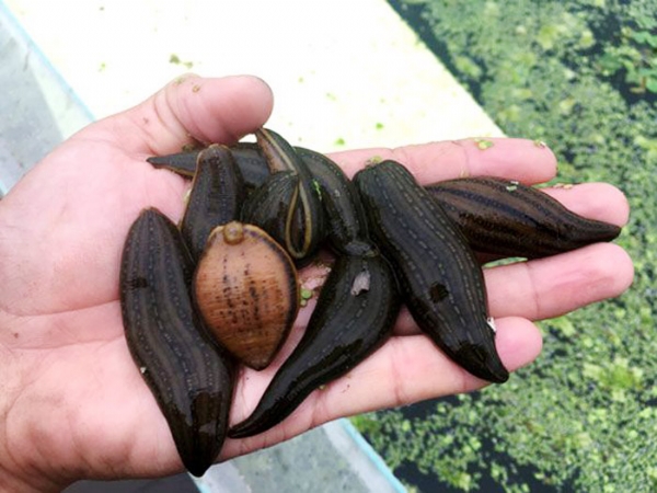 小勐拉99厅成苗