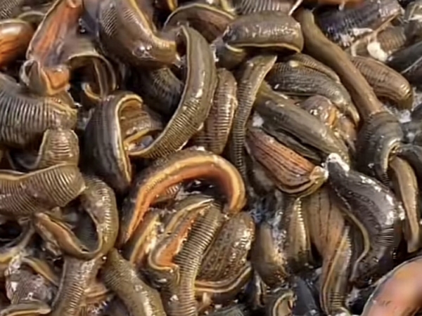 小勐拉99厅成苗