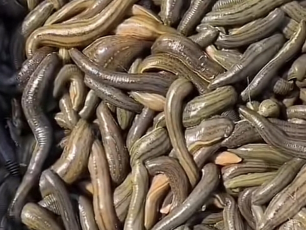 小勐拉99厅成苗