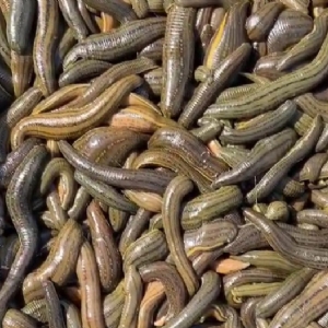 小勐拉99厅成苗