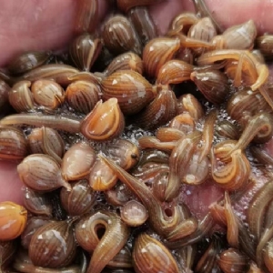 小勐拉99厅成苗