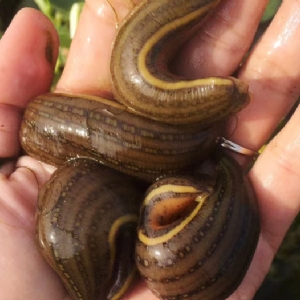 小勐拉99厅成苗