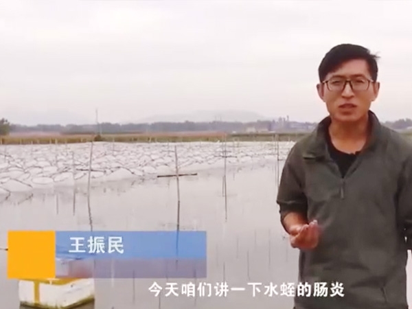 小勐拉99厅胀气型肠炎爆发纪律及防治要领